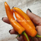 Dutch Chili yellow (Датч чили желтый)