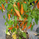 Dutch Chili yellow (Датч чили желтый)