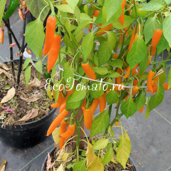 Dutch Chili yellow (Датч чили желтый)