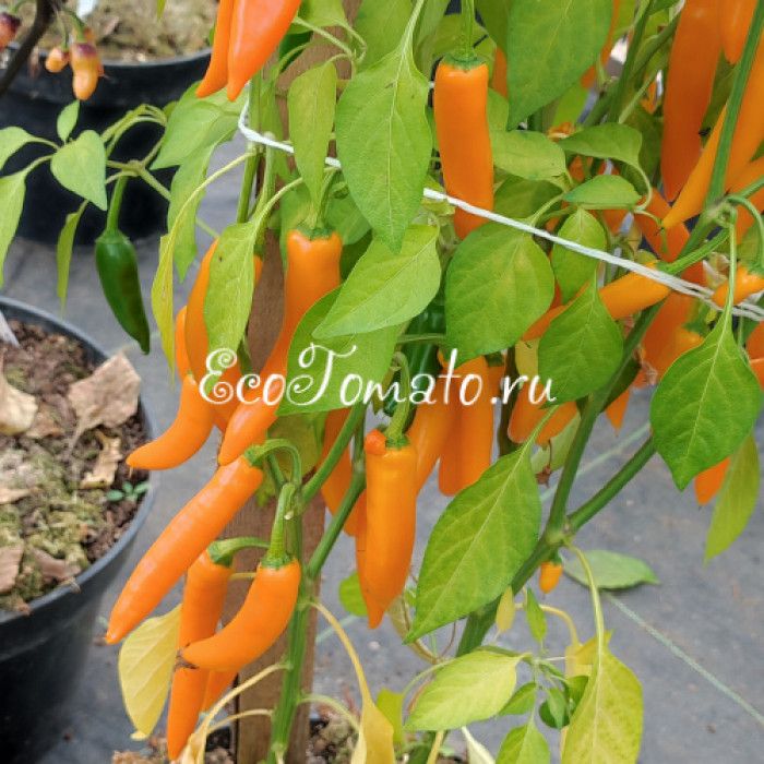 Dutch Chili yellow (Датч чили желтый)