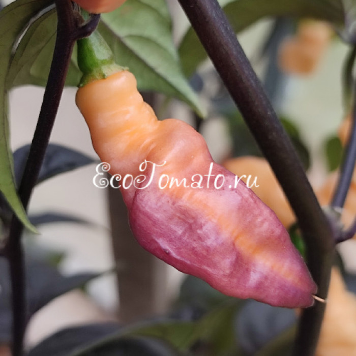 Goldie Prawn (Золотая Креветка, Голди Праун)