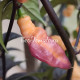 Goldie Prawn (Золотая Креветка, Голди Праун)