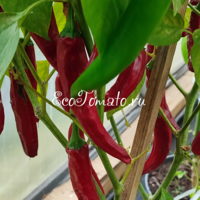 Guajillo (Гуахильо)