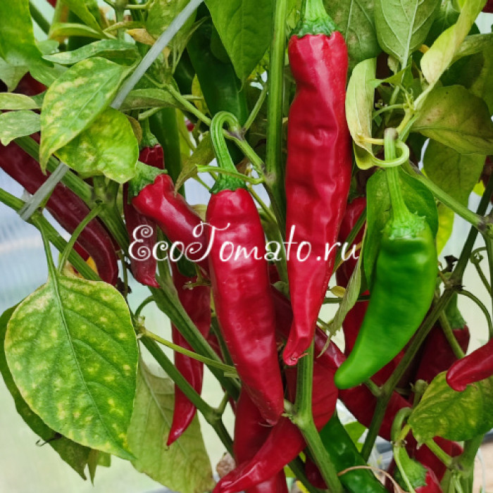 Guajillo (Гуахильо)