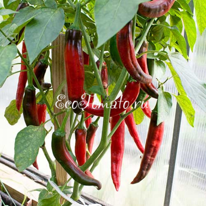 Guajillo (Гуахильо)