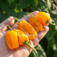 Habanero Orange Devil (Оранжевый дьявол Хабанеро)