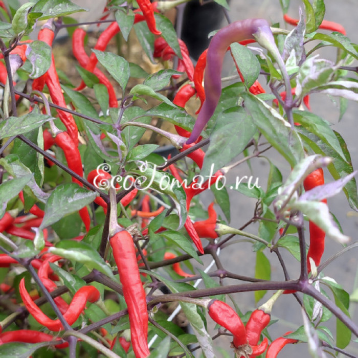 Hypnos (Гипноз), Бразилия