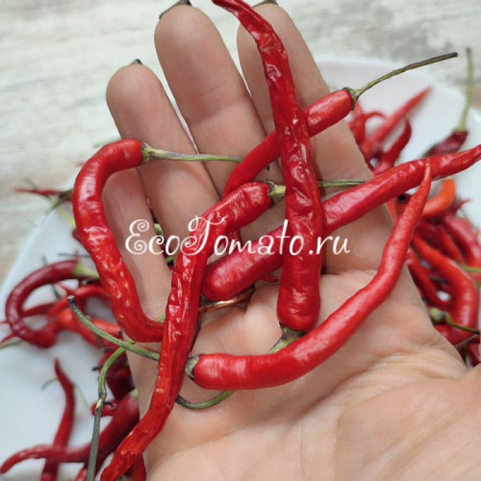 Hypnos (Гипноз), Бразилия