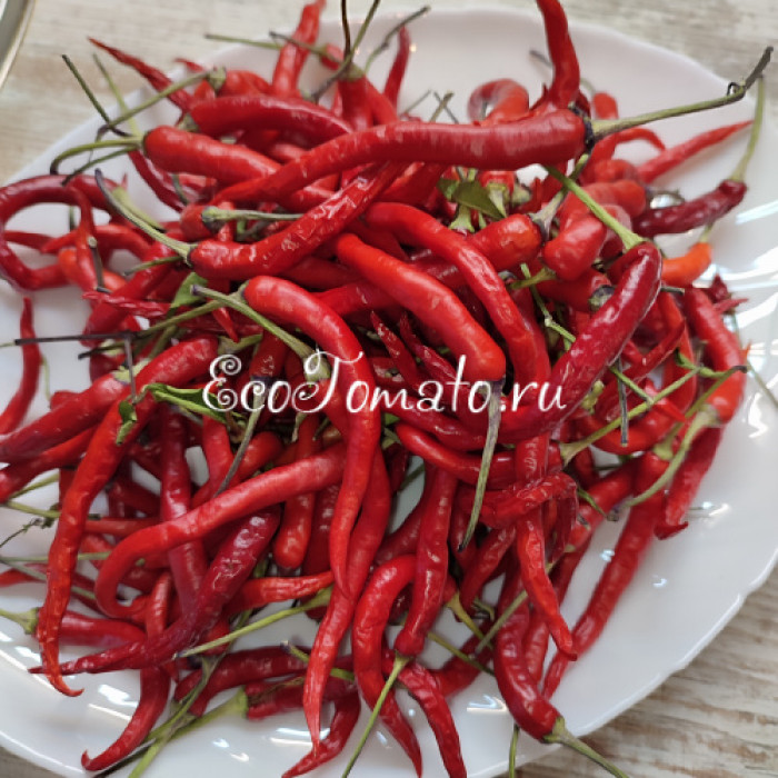 Hypnos (Гипноз), Бразилия