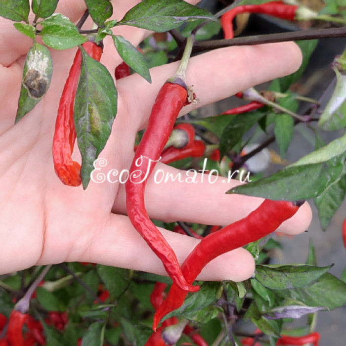 Hypnos (Гипноз), Бразилия