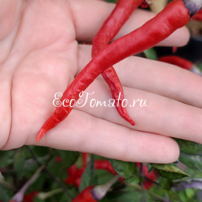 Hypnos (Гипноз), Бразилия