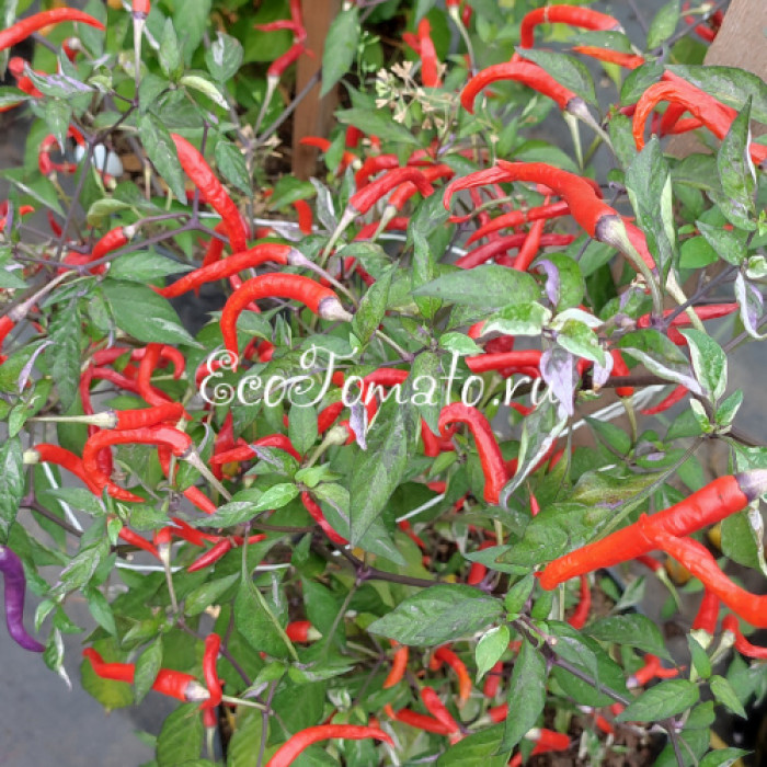 Hypnos (Гипноз), Бразилия