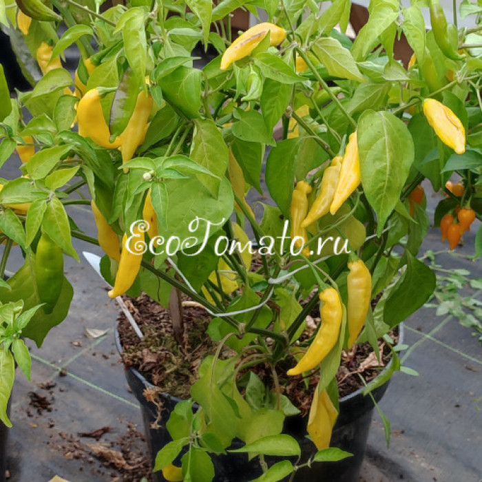 Lemon Drop (Лемон дроп / Лимонный леденец)