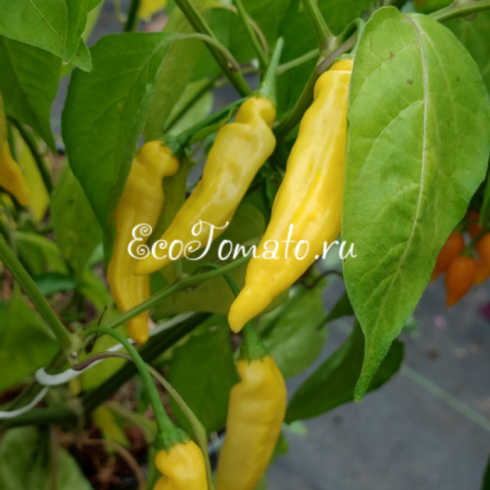 Lemon Drop (Лемон дроп / Лимонный леденец)