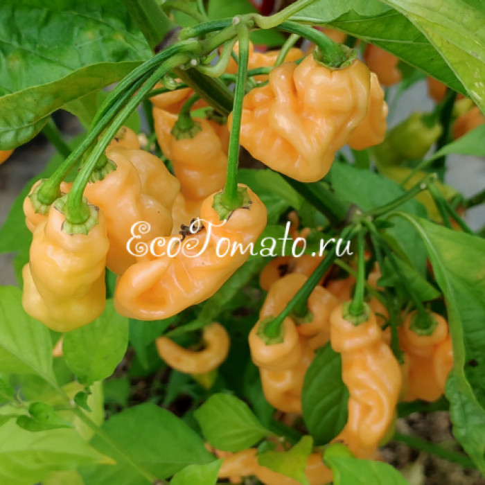 Lightning Habanero Peach (Хабанеро Персиковая Молния)