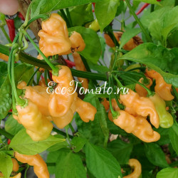 Lightning Habanero Peach (Хабанеро Персиковая Молния)
