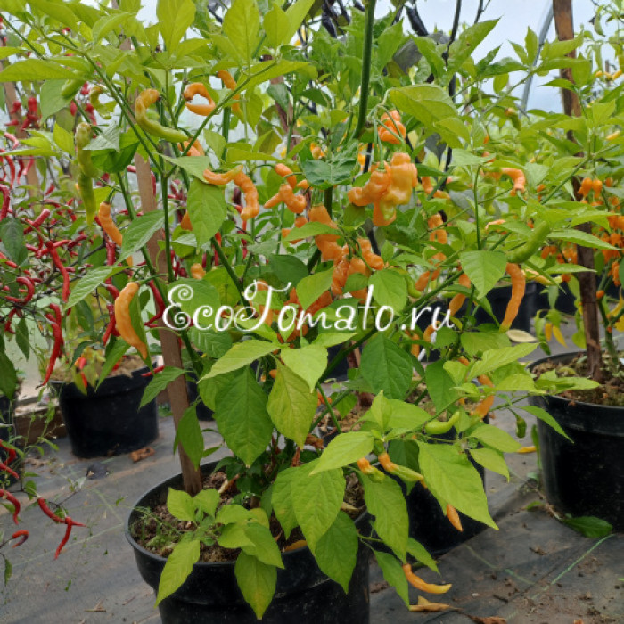 Lightning Habanero Peach (Хабанеро Персиковая Молния)