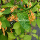 Lightning Habanero Peach (Хабанеро Персиковая Молния)