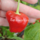 Malawi Peppadew (Малави Пеппадью)
