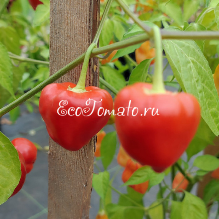Malawi Peppadew (Малави Пеппадью)