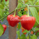 Malawi Peppadew (Малави Пеппадью)