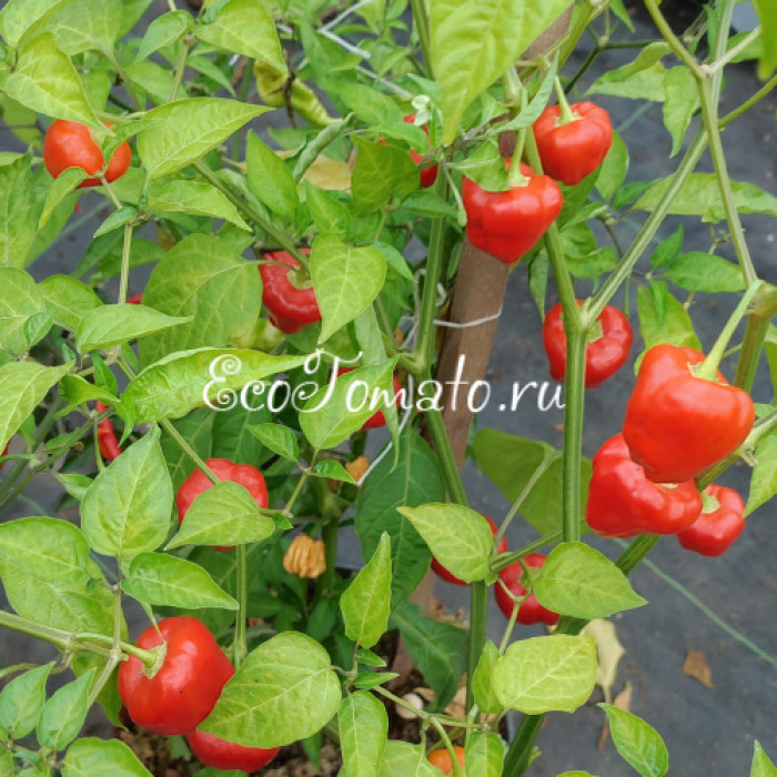Malawi Peppadew (Малави Пеппадью)