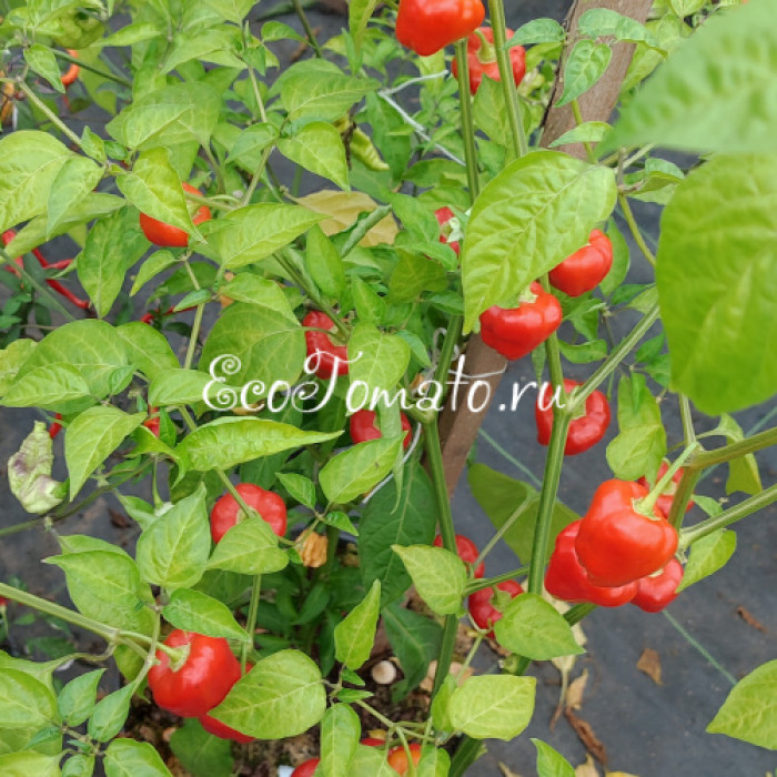 Malawi Peppadew (Малави Пеппадью)