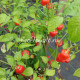 Malawi Peppadew (Малави Пеппадью)