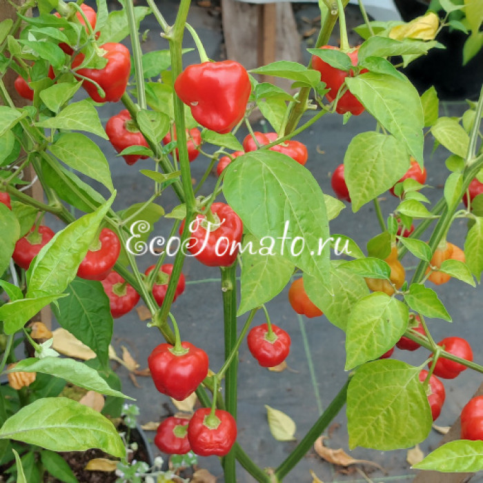 Malawi Peppadew (Малави Пеппадью)