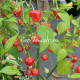 Malawi Peppadew (Малави Пеппадью)