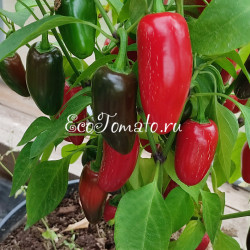 Mammoth Jalapeno (Халапено Мамонт)