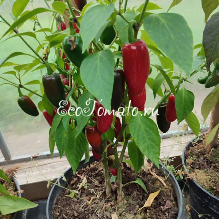 Mammoth Jalapeno (Халапено Мамонт)
