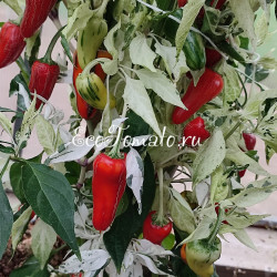 Mattapeno Jalapeno (Маттапеньо Халапеньо)