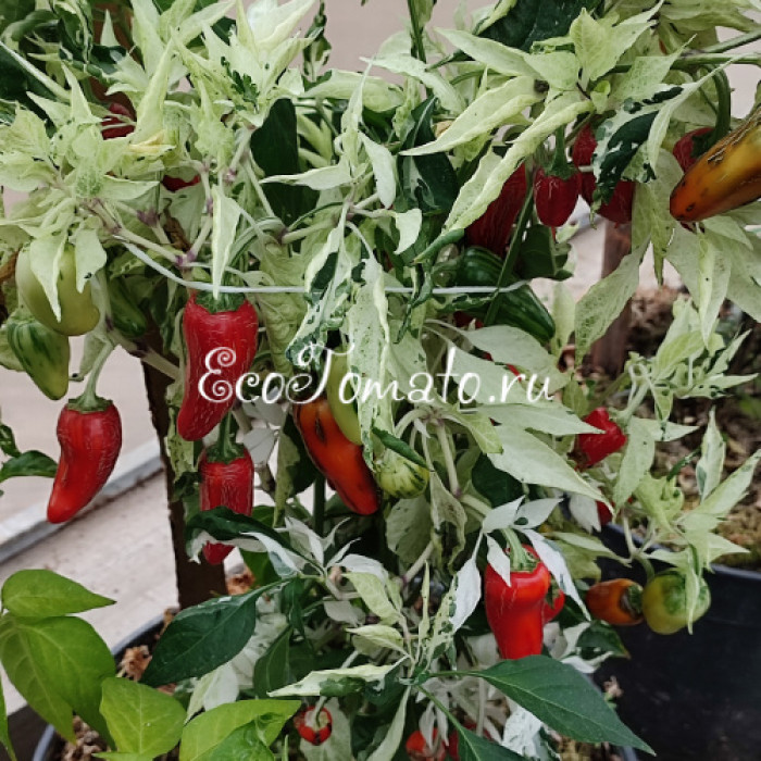 Mattapeno Jalapeno (Маттапеньо Халапеньо)