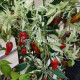 Mattapeno Jalapeno (Маттапеньо Халапеньо)