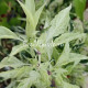 Mattapeno Jalapeno (Маттапеньо Халапеньо)