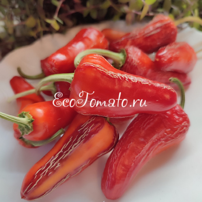 Mattapeno Jalapeno (Маттапеньо Халапеньо)