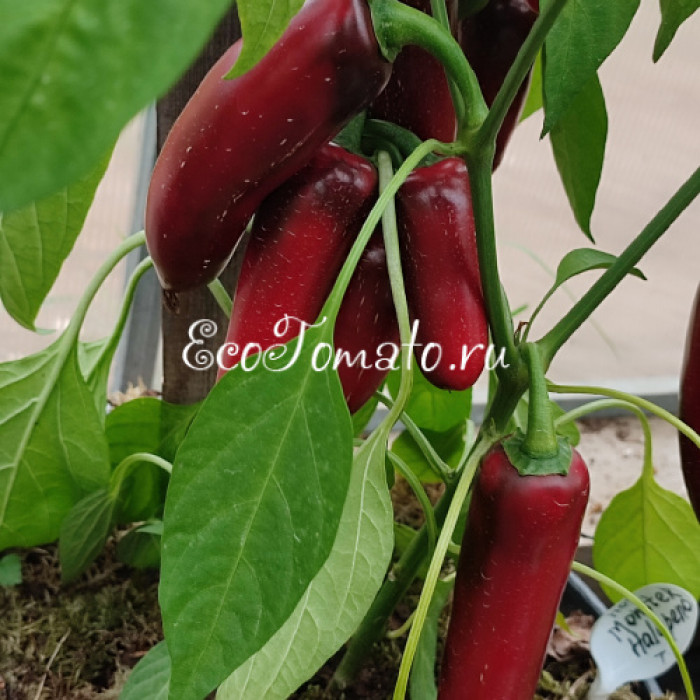 Monster Jalapeno (Монстер Халапено)