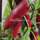 Monster Jalapeno (Монстер Халапено)
