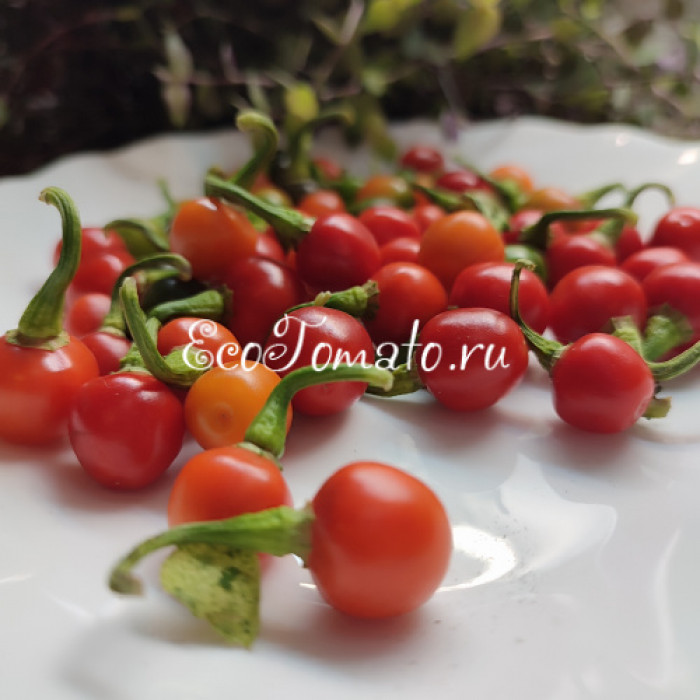 Ninfadora (Нинфадора)