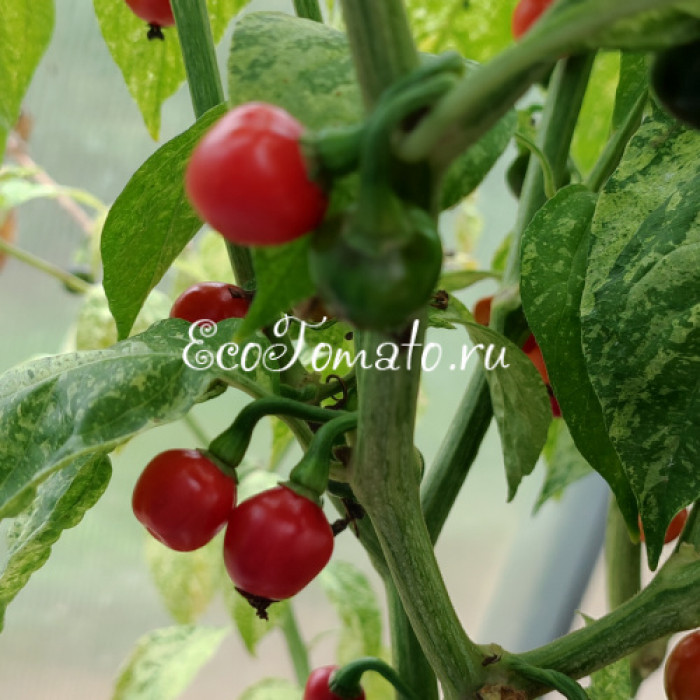 Ninfadora (Нинфадора)