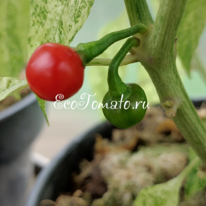 Ninfadora (Нинфадора)