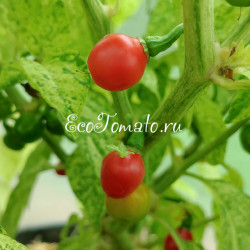 Ninfadora (Нинфадора)