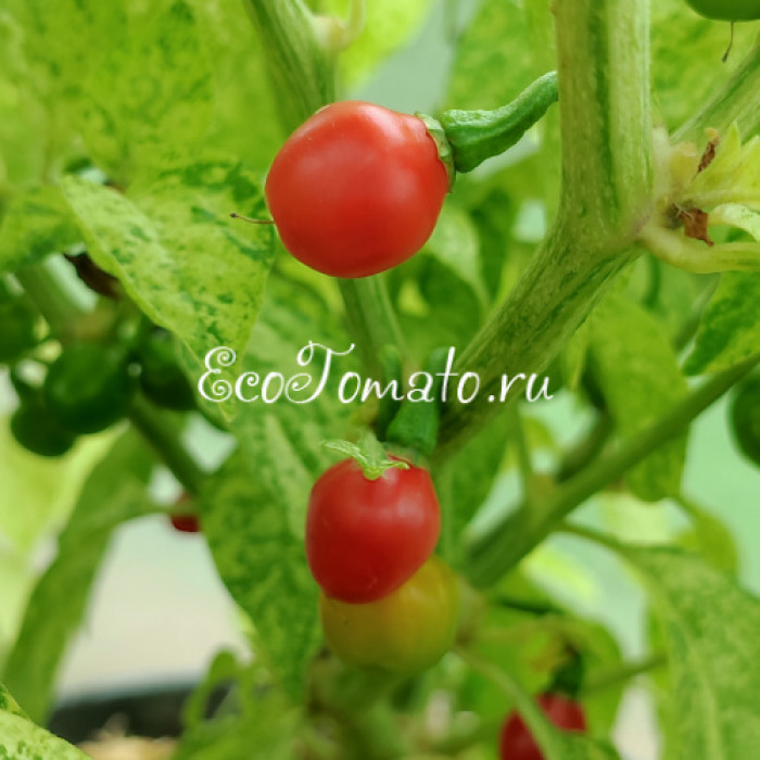 Ninfadora (Нинфадора)