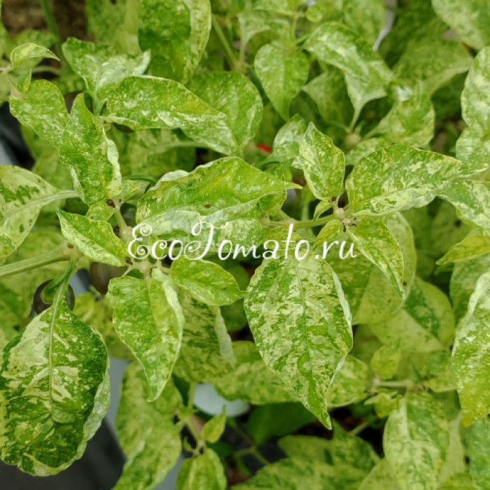 Ninfadora (Нинфадора)