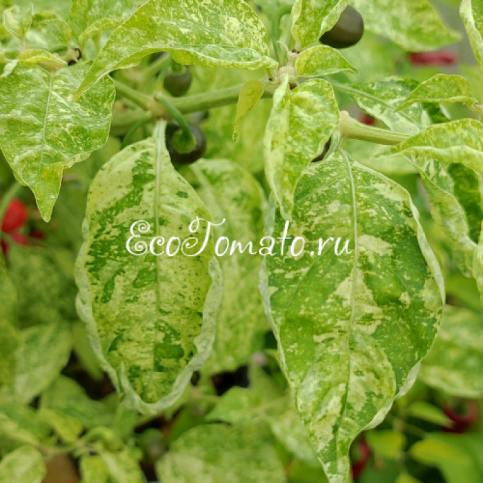 Ninfadora (Нинфадора)