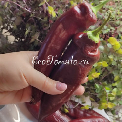 NuMex Joe E. Parker Pepper (Нумекс Джо Е.Паркера)