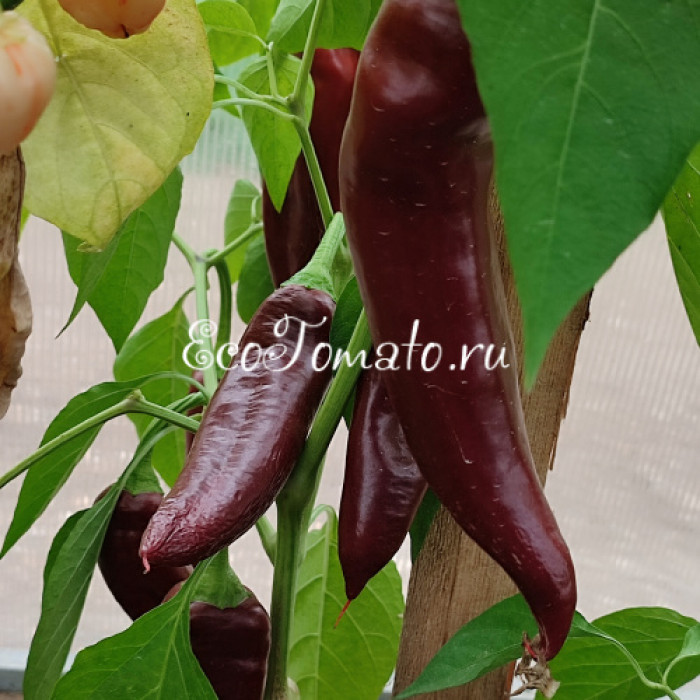 NuMex Joe E. Parker Pepper (Нумекс Джо Е.Паркера)