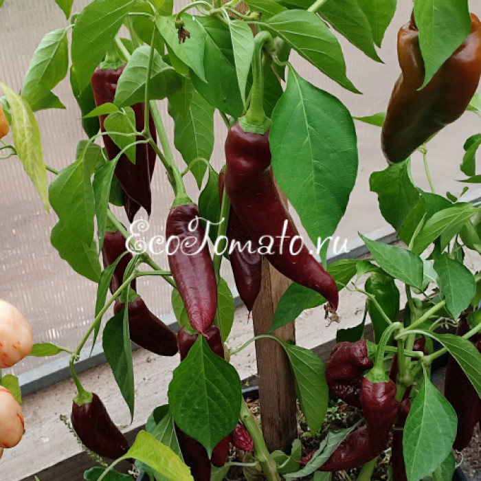 NuMex Joe E. Parker Pepper (Нумекс Джо Е.Паркера)