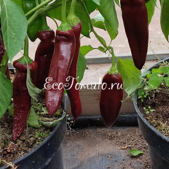 NuMex Joe E. Parker Pepper (Нумекс Джо Е.Паркера)